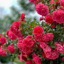  , , 53  -  11  2025   !!!!!!!!!!