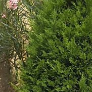 ����, 43 ����, ������