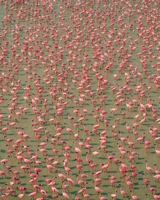 Удивительная фотография фламинго, стекающихся с солёного озера Самбхар в Раджастан, Индия