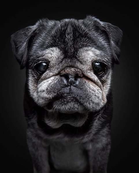 Кристиан Вилер решил прославить пожилых собак, объединив фотографию и эмоции, чтобы запечатлеть их ... - 3