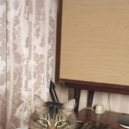 ������ �������, ��������, 49 ���