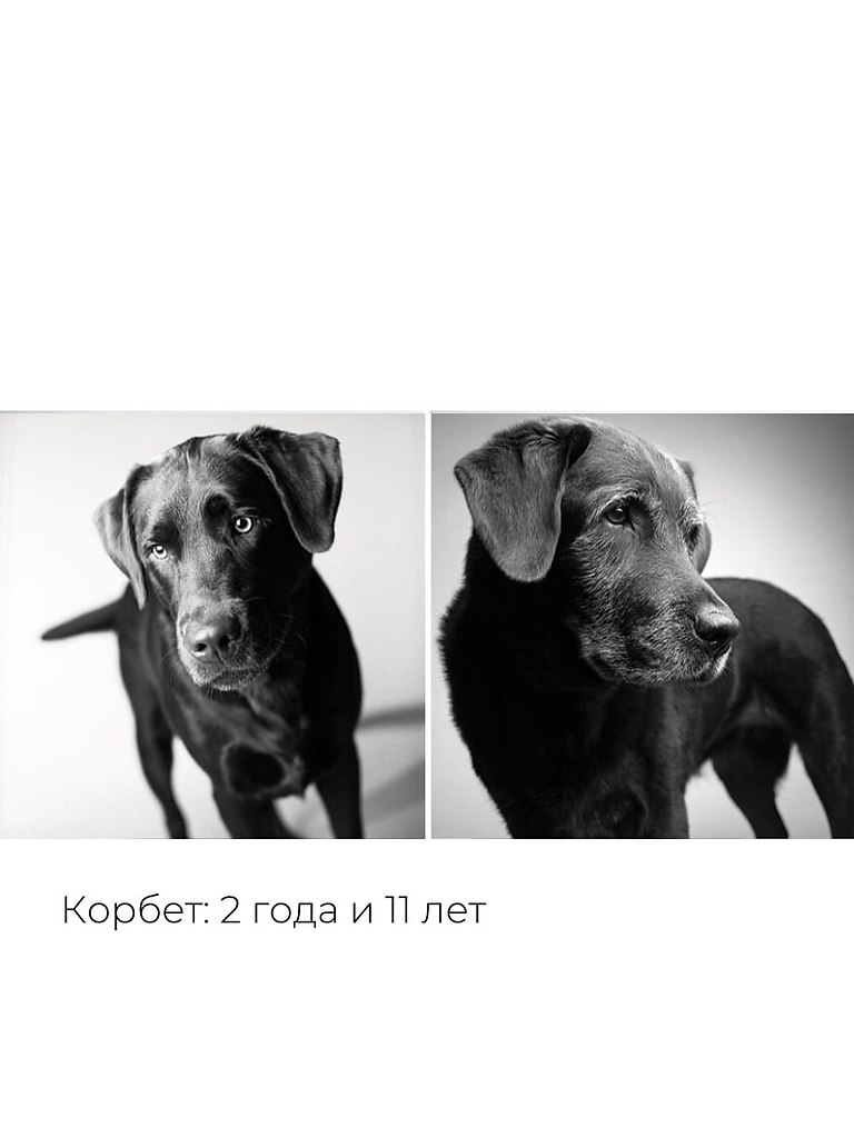 «Собачьи годы» — проект фотографа Аманды Джонс. Она снимает собак больше 27 лет, чтобы показать, как ... - 8
