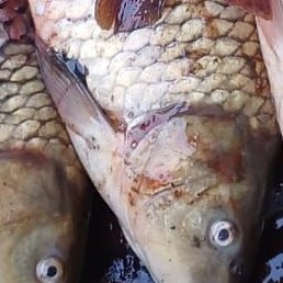 �����, ������, 37 ���