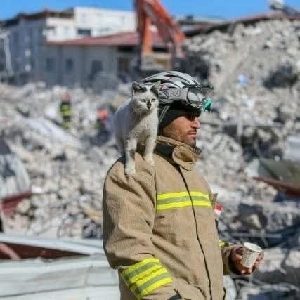 Турецкий пожарный вытащил нового четвероногого друга из-под завалов после землетрясения в Турции в ... - 2