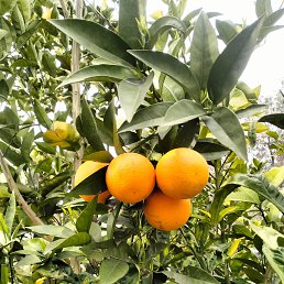 ���� ������ �����, ���������� �����, 57 ��� - ��������� 3 ����� 2025