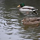 ���� ���������, ������, 33 ���� - ��������� 8 ������� 2026 � ������ ���� ����������