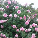  Larisa, , 71  -  9  2025