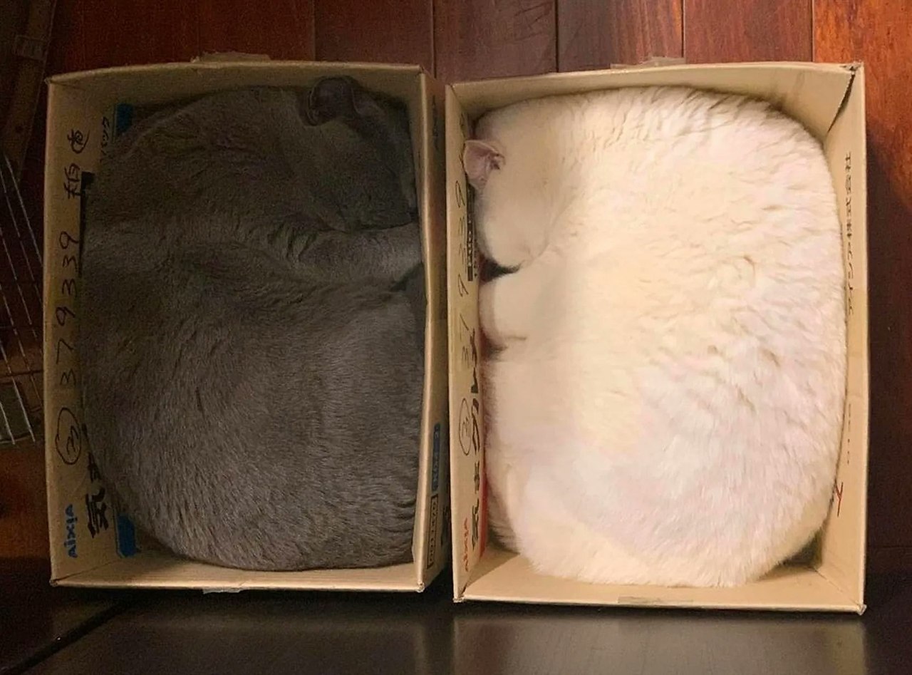 .  ,  )))