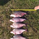 ���� �������, �����������, 48 ��� - ��������� 2 ������ 2026 � ������ ���� ����������