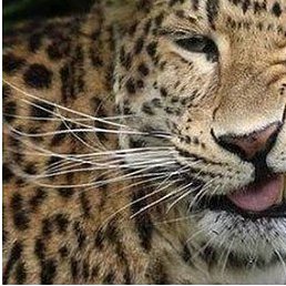 Vitas, ��������