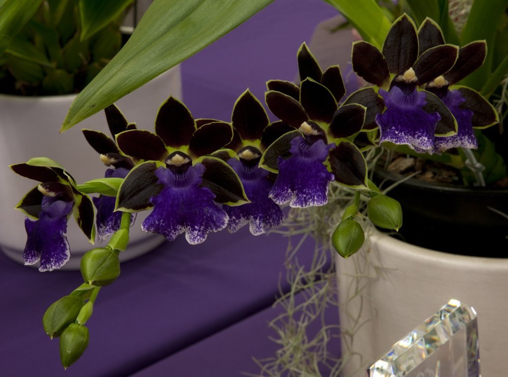  .   (Zygopetalum New Era). - 2