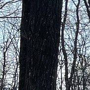 ��������, 63 ����, ������������