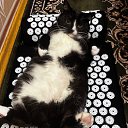 ���� ������, ��������, 68 ��� - ��������� 29 ������� 2025 � ������ ������ ��������