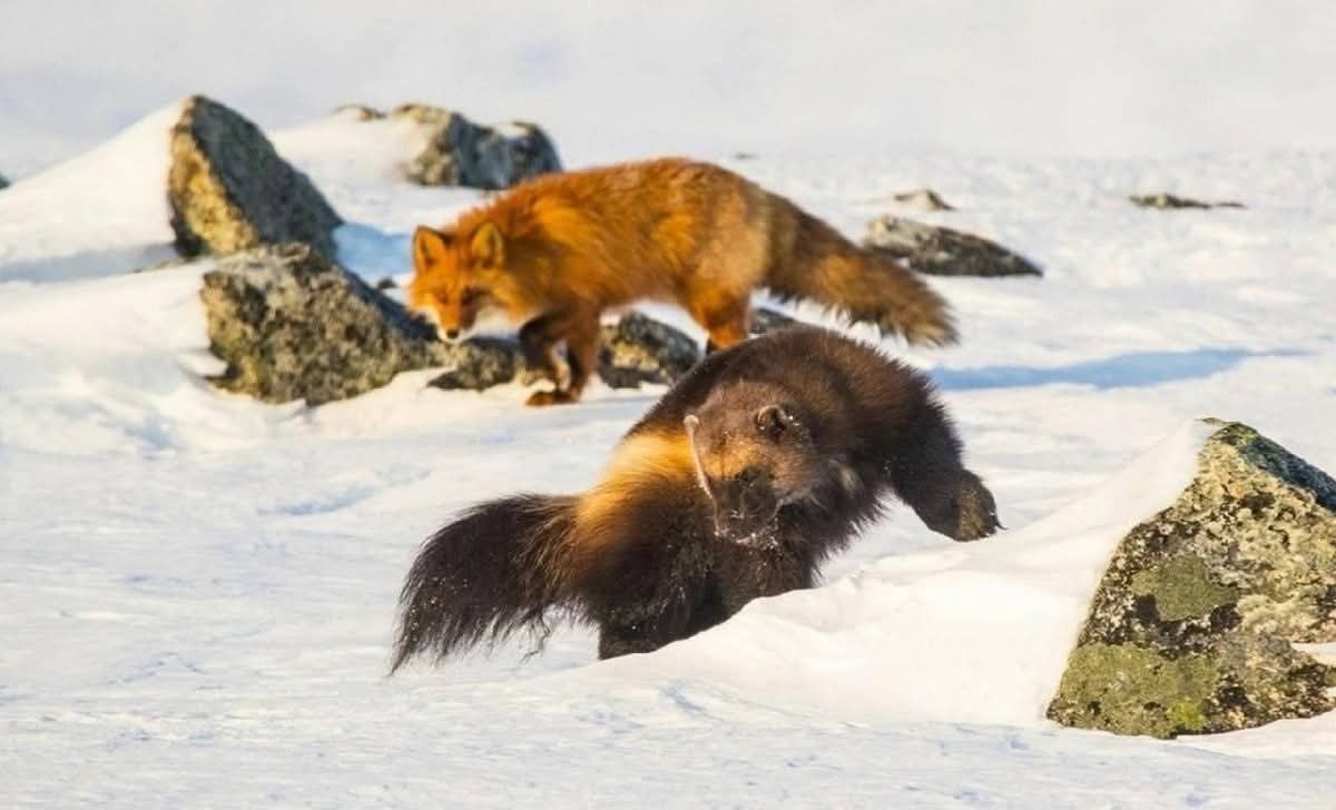 :) :  .       .   ,  ... - 4