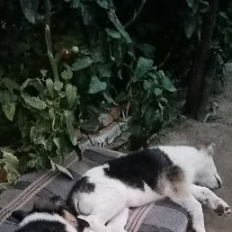 Giyozbek, ���������, 34 ����