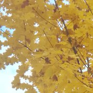 ���, 51 ���, ������