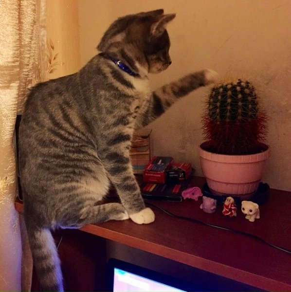 Кактус - единственное домашнее растение, которое может противостоять вашему коту.