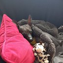���� L, ʸ���, 48 ��� - ��������� 29 ������ 2024 � ������ ���� ����������
