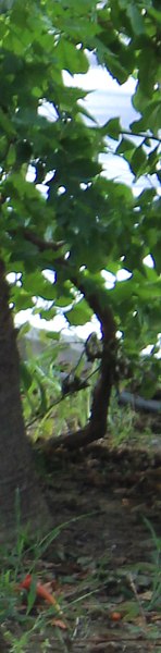 ������, ��������, 61 ���