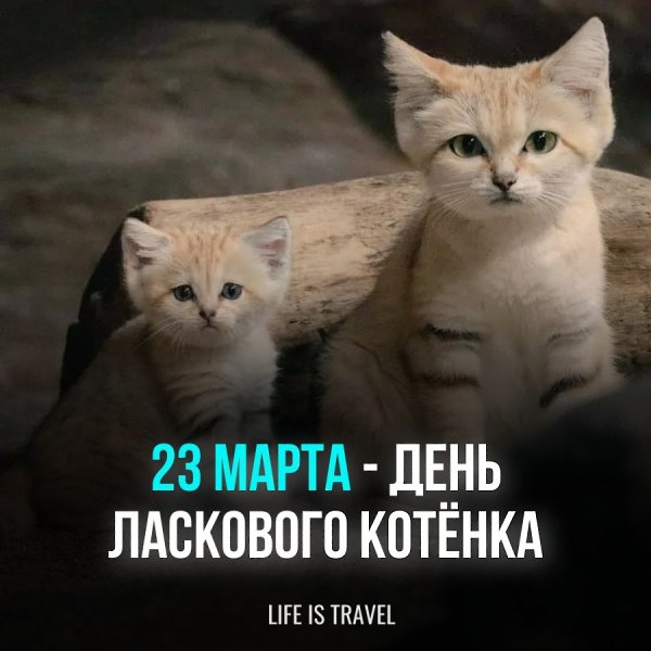 23 марта отмечается забавный праздник - День ласкового котенка. Кошки - загадочные, изящные, гибкие, ...
