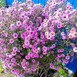 �������, �������, 53 ����