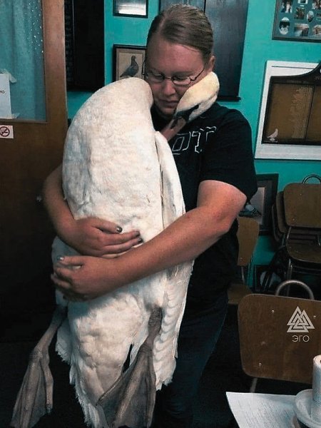 Лебедь прижался всем телом и обнимает шею волонтёра, спасшего его от гибели