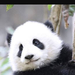 Ninel, �����������, 47 ���