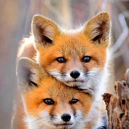 �����, ������, 57 ���