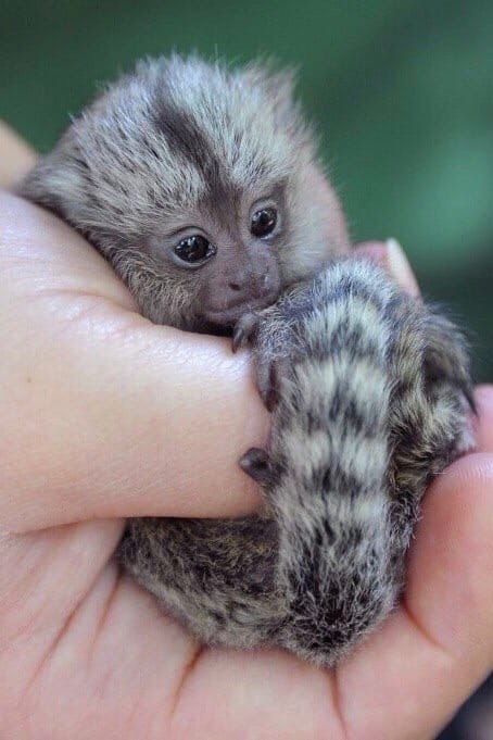   -      .      1113 ...