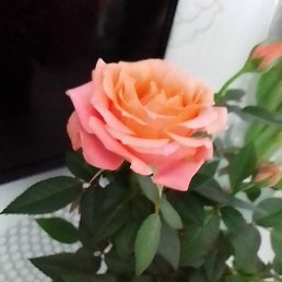 ����, ������, 31 ���