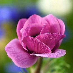 �����, �����������, 25 ���