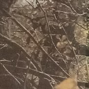 �����, 41 ���, ��������