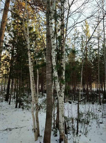 Тепло, Душа, Любовь.Окружили осину березки,И сказали такие слова:- Ты теперь не замерзнешь, осина!Ни ...