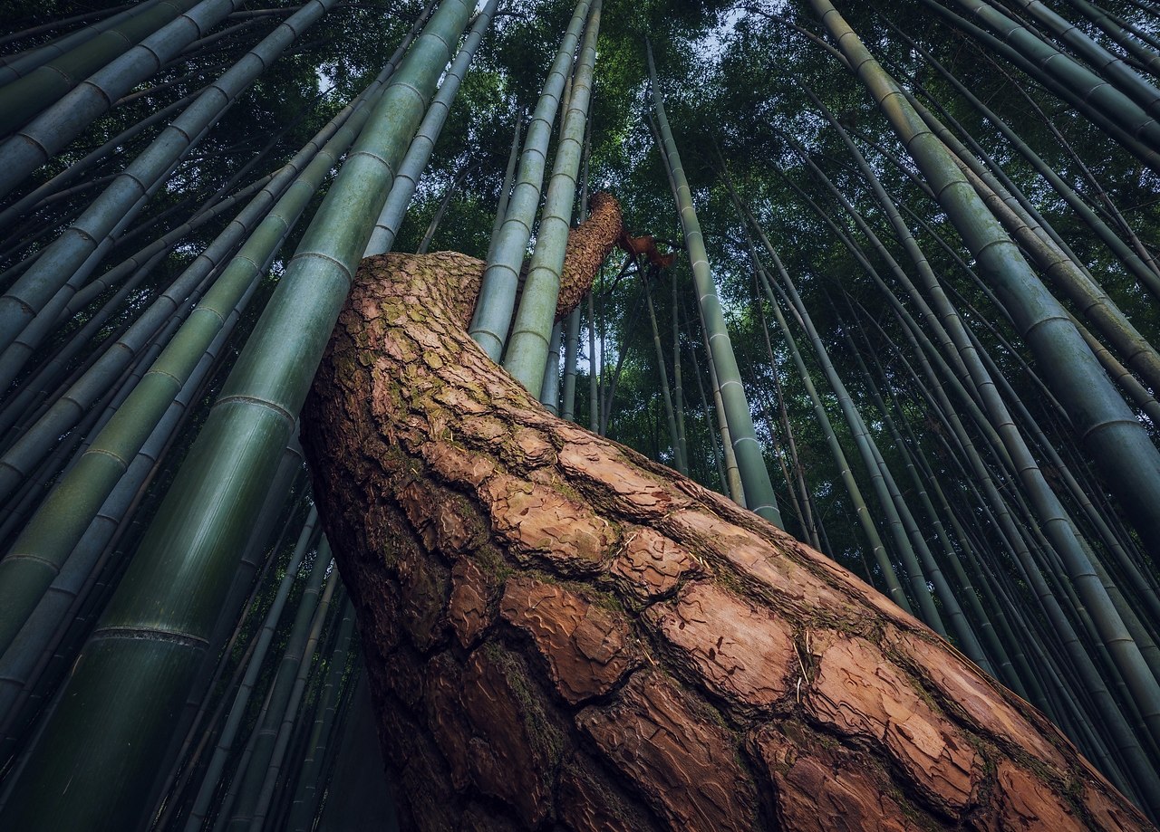 C, c  ay . . ,  Nathaniel Merz