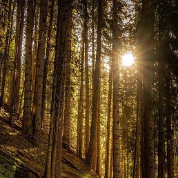 �������, ������, 67 ���