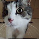 ���� Rika, �����-���������, 24 ���� - ��������� 5 ������ 2024 � ������ ���� ����������