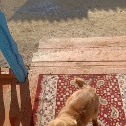 �����, ���������, 34 ����