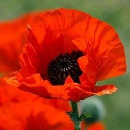 ��������, ������ ��������, 51 ���