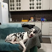 �������, 56 ���, ������