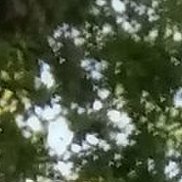 ���������, 36 ���, ����