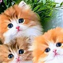 ���� �����, ������, 53 ���� - ��������� 27 ������� 2023