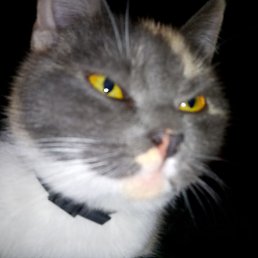 ���������, ������, 43 ����