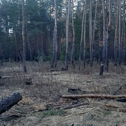 ���� �������, ������, 52 ���� - ��������� 15 ������ 2024