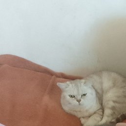 ����, �������, 38 ���