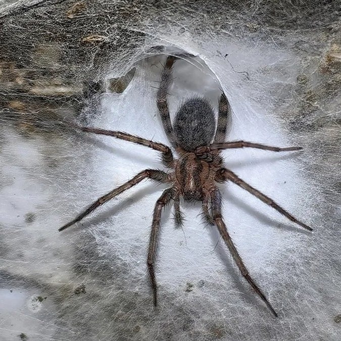 o pe aa aoa  e-ca poo aa e: oa oaa ecapa ... - 3