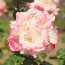 ���� Aleksandr, �����������, 64 ���� - ��������� 4 ���� 2025 � ������ ������ ��������