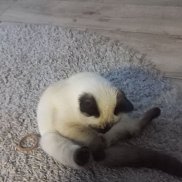 ������ ������, 38 ���, �����������