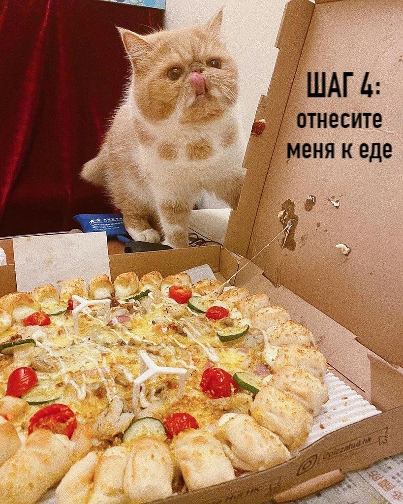 Глупая питса мем с котом Такая инструкция мне нравится. Нечто большее Фотострана Пост № 2640756972