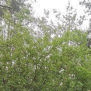 ���������, 46 ���, ������