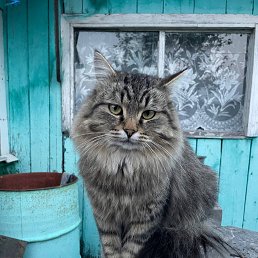 ���� �������, ����, 52 ���� - ��������� 8 ����� 2026